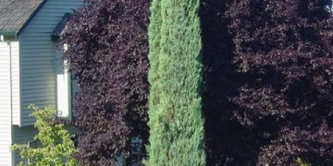 Stupasta smreka: fotografija i opis